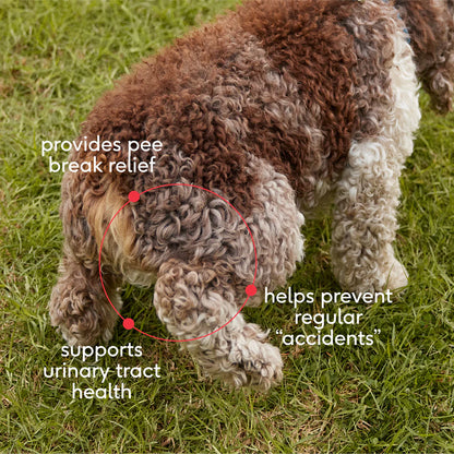 Native Pet Cranberry Bladder Chews Kidney & Urinary Supplement for Dogs 30 Count, Kwik Pets