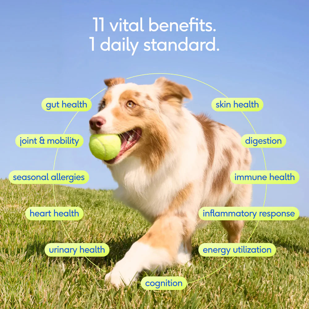 Native Pet The Daily Powder 11-in-1 Supplement for Dogs 7-oz, Kwik Pets