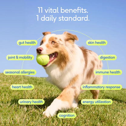 Native Pet The Daily Powder 11-in-1 Supplement for Dogs 7-oz, Kwik Pets