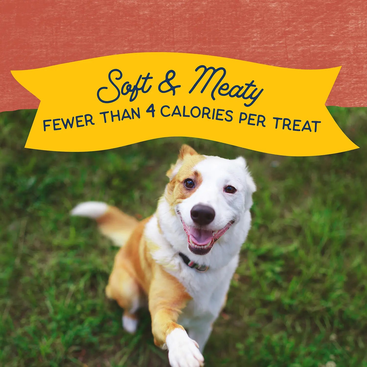 Benefits of Natural Balance Pet Foods Rewards Minis Soft & Meaty Dog Treats Salmon 5.3-oz