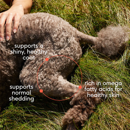 Native Pet Omega-3 Fish Oil & Alaskan Salmon Oil Skin & Coat Health Supplement for Dogs 8-oz, Kwik Pets