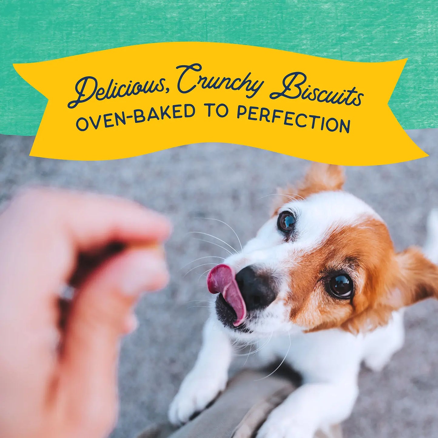 Benefits of Natural Balance Pet Foods Rewards Bite-Size Crunchy Biscuits Small Breed Dog Treats Chicken 8-oz