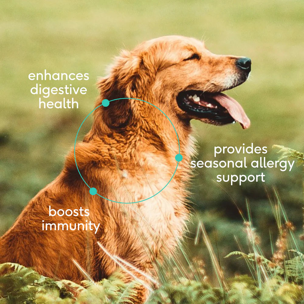 Native Pet Colostrum Immune System Powder Supplement for Dogs 2.2-oz, Kwik Pets