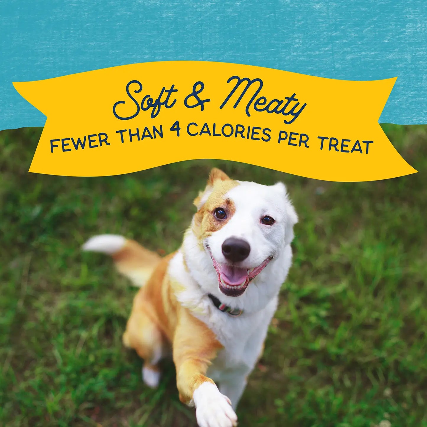 Benefits of Natural Balance Pet Foods Rewards Minis Soft & Meaty Dog Treats Turkey 5.3-oz