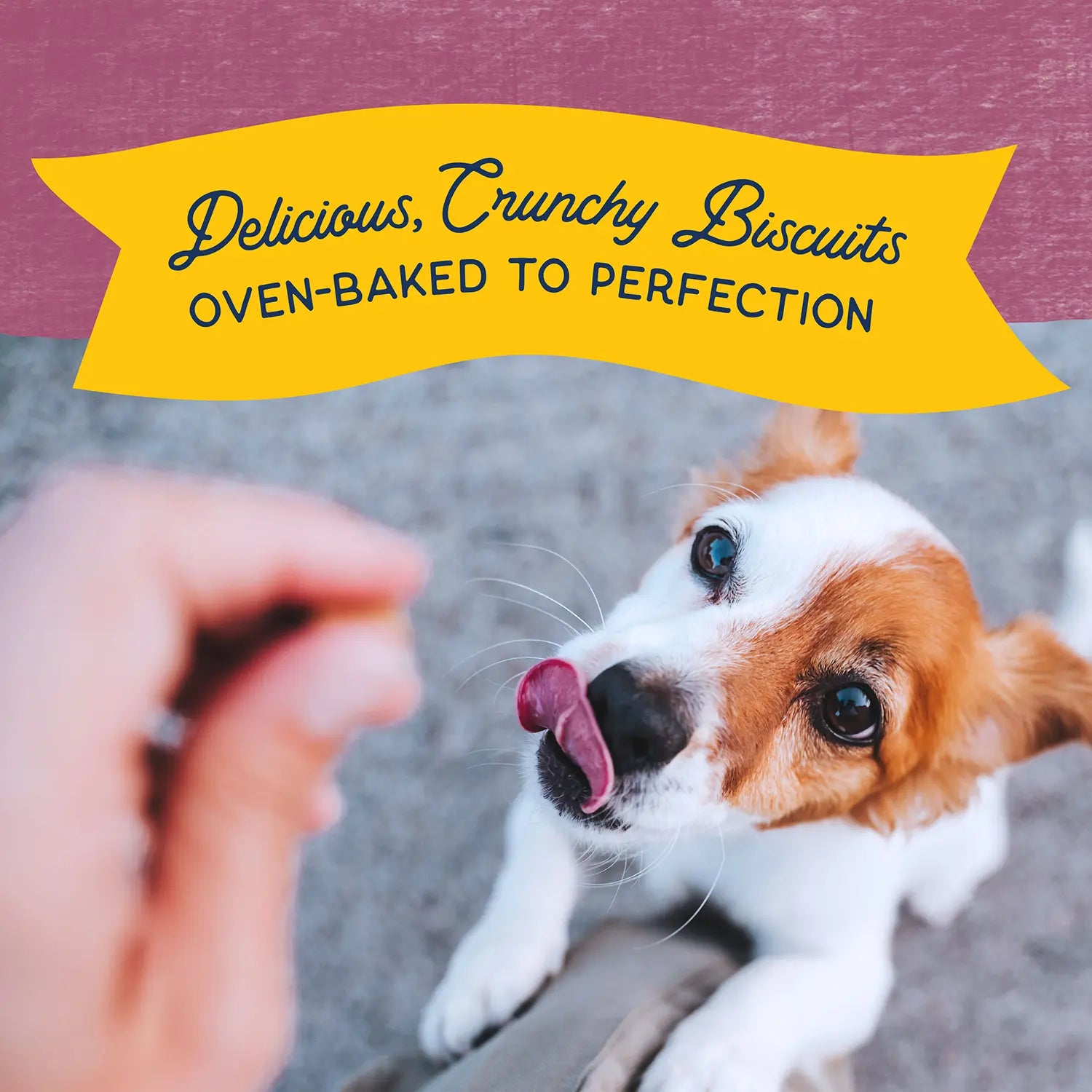 Benefits of Natural Balance Pet Foods Rewards Bite-Size Crunchy Biscuits Small Breed Dog Treats Venison 8-oz
