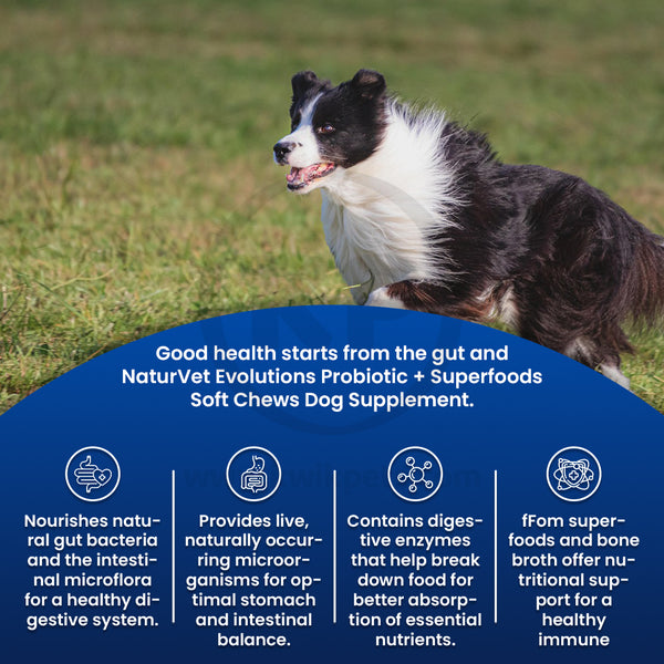 Benefits of Evolutions by NaturVet Probiotic Plus Superfoods Digestive Support Soft Chews for Dogs 90 Count 6.9-oz