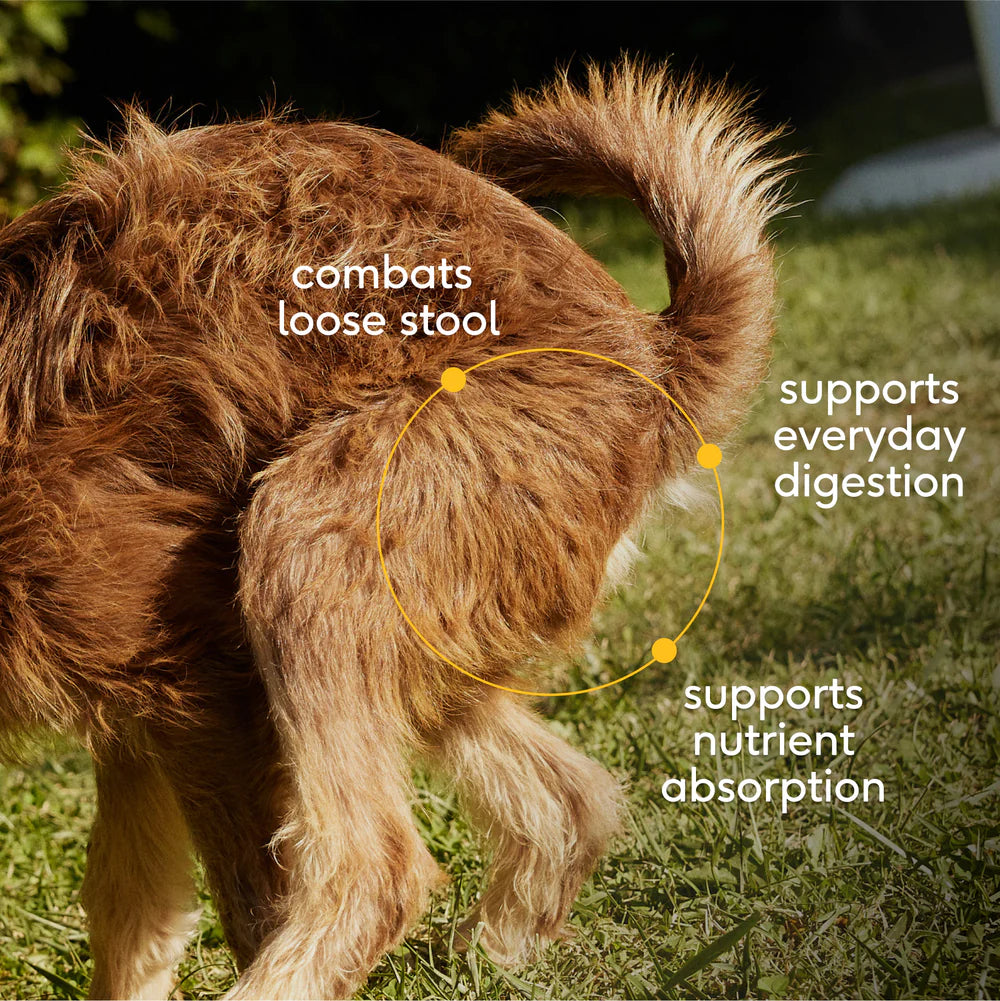 Native Pet Organic Pumpkin Fiber Powder Digestive Supplement for Dogs 8-oz, Kwik Pets