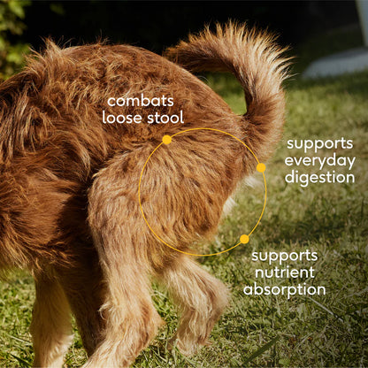 Native Pet Organic Pumpkin Fiber Powder Digestive Supplement for Dogs 8-oz, Kwik Pets