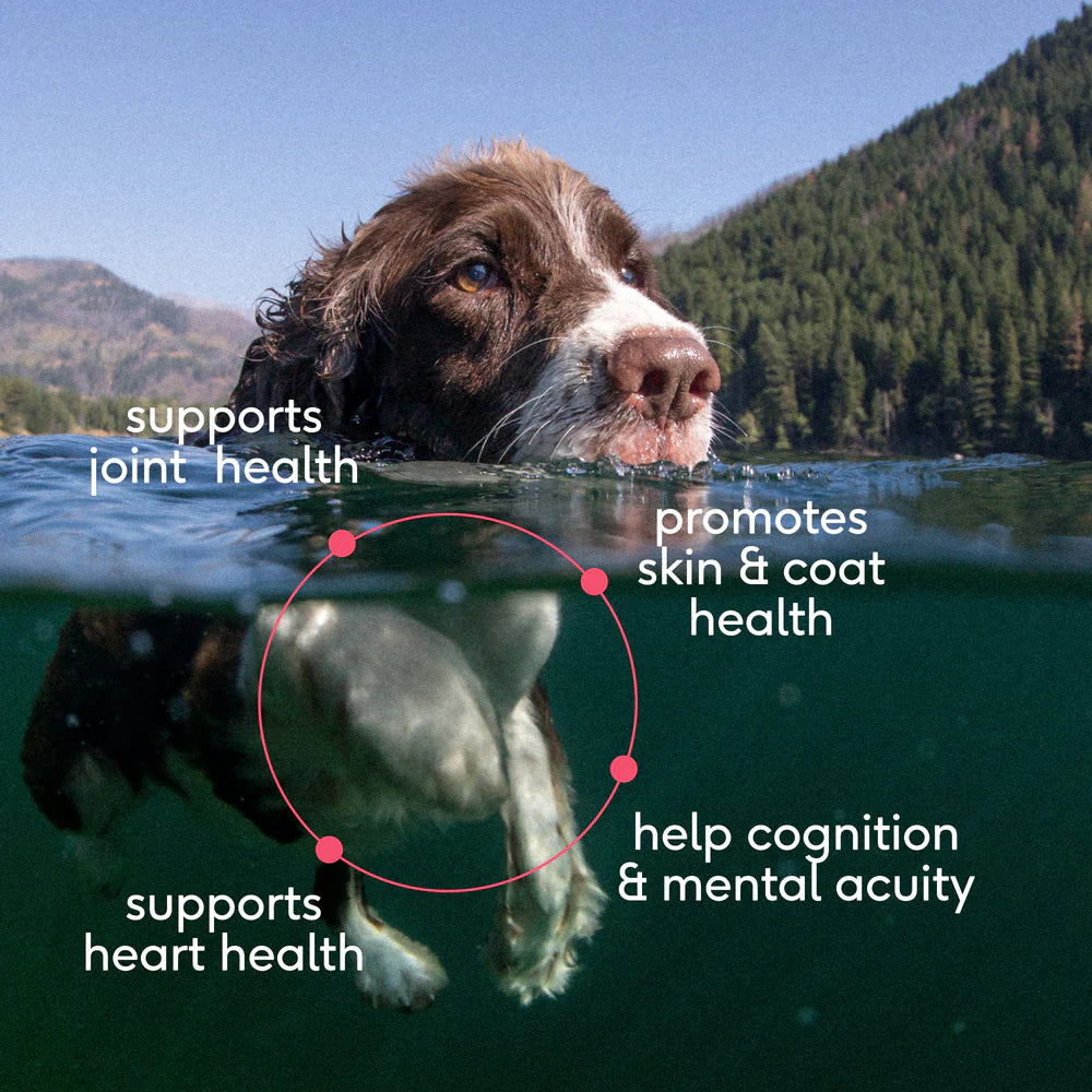 Native Pet Sockeye Salmon Wild-Caught Alaskan Oil Skin Heart Joint Health Liquid Supplement for Dogs 8-oz, Kwik Pets