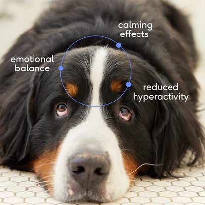Native Pet Anxiety & Calming Chews Supplement for Dogs 30 Count, Kwik Pets