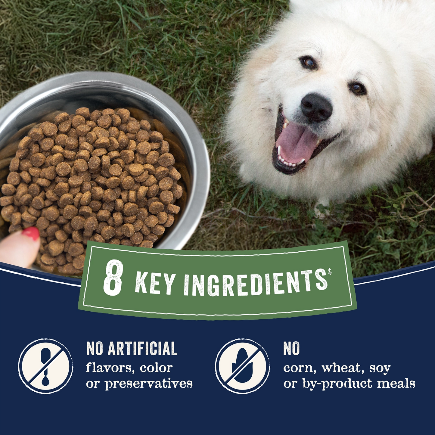 Benefits of Canidae Pure Goodness Grain-Free Puppy Dry Food Real Salmon & Sweet Potato Recipe 4-lb