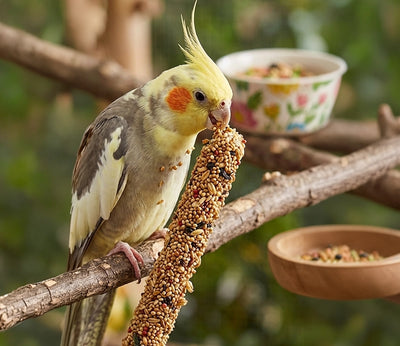 Bird Treats