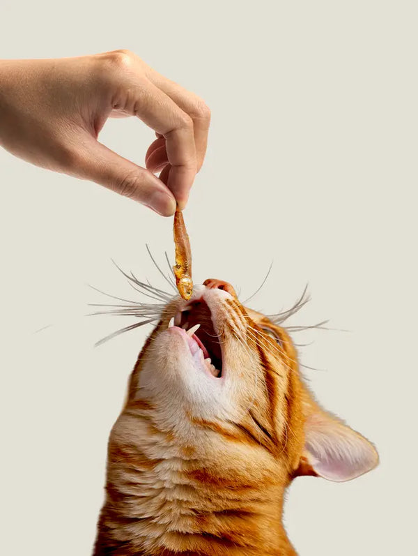 Cat Treats & Chews