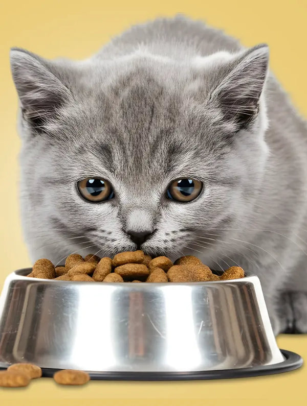 Cat Food