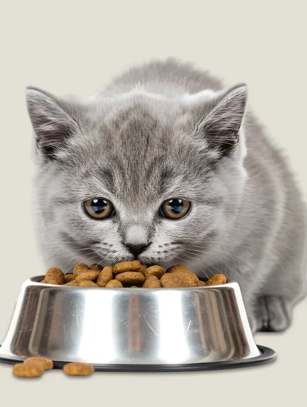 Cat Food