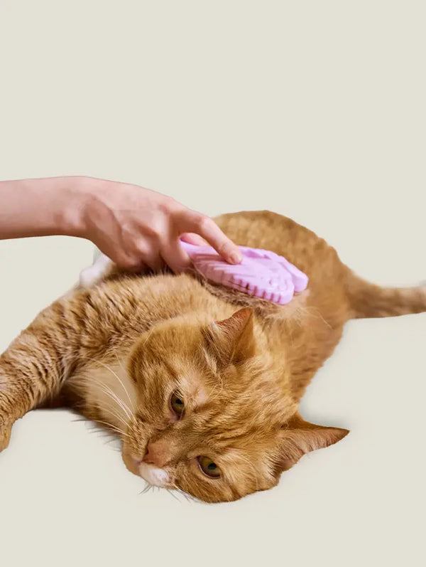 Cat Health & Wellness