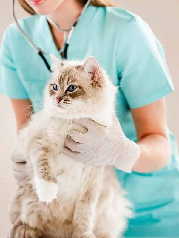 Cat Health & Wellness