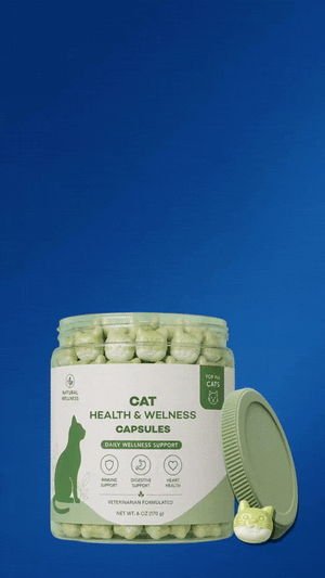 Cat Health & Wellness