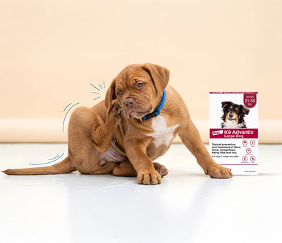 Flea & Tick