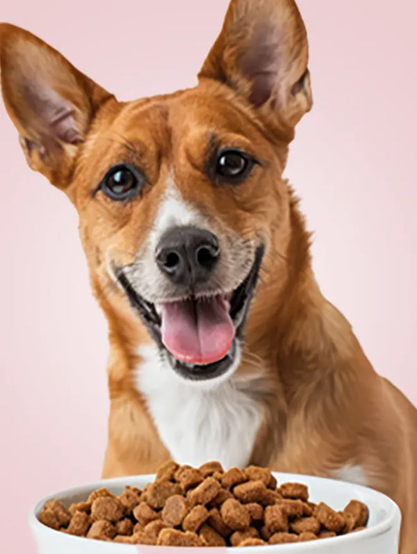 Dog Food