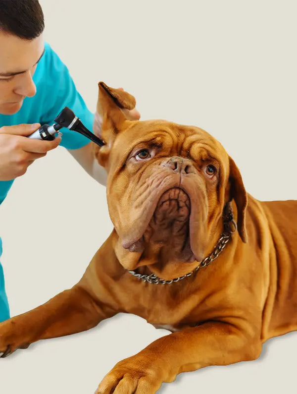 Dog Health & Wellness