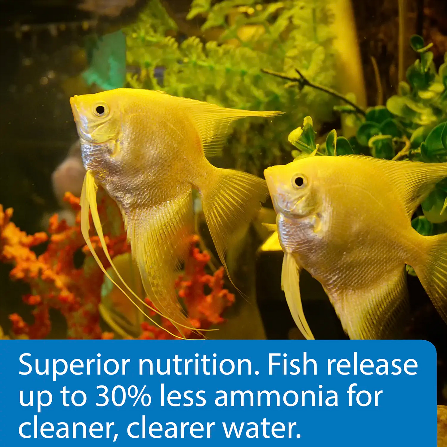 Feature of API Tropical Premium Flakes Fish Food 1.1-oz