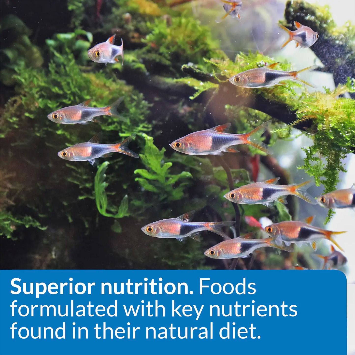 Feature 2 of API Tropical Premium Flakes Fish Food 1.1-oz