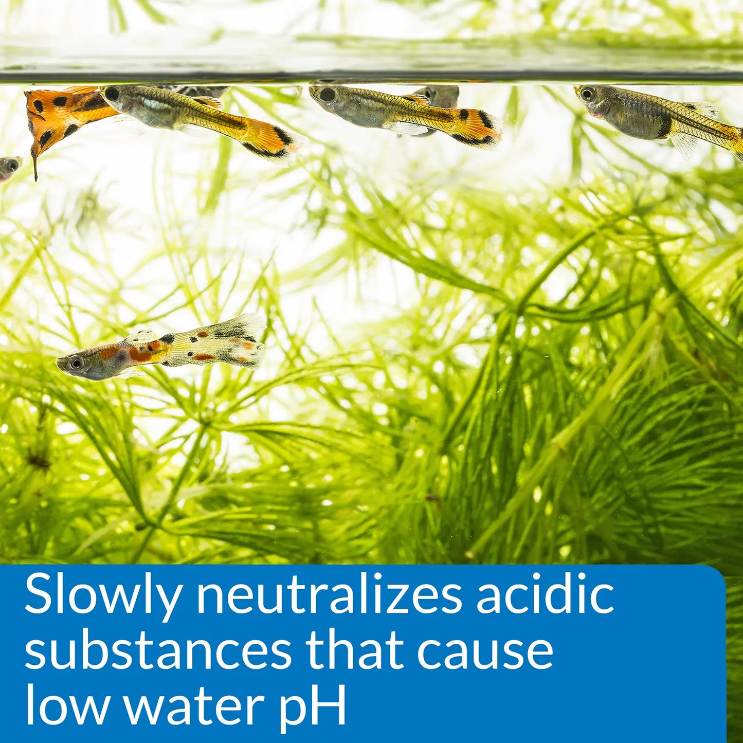 Feature 2 of API pH Up Freshwater Aquarium Water Treatment 16-oz