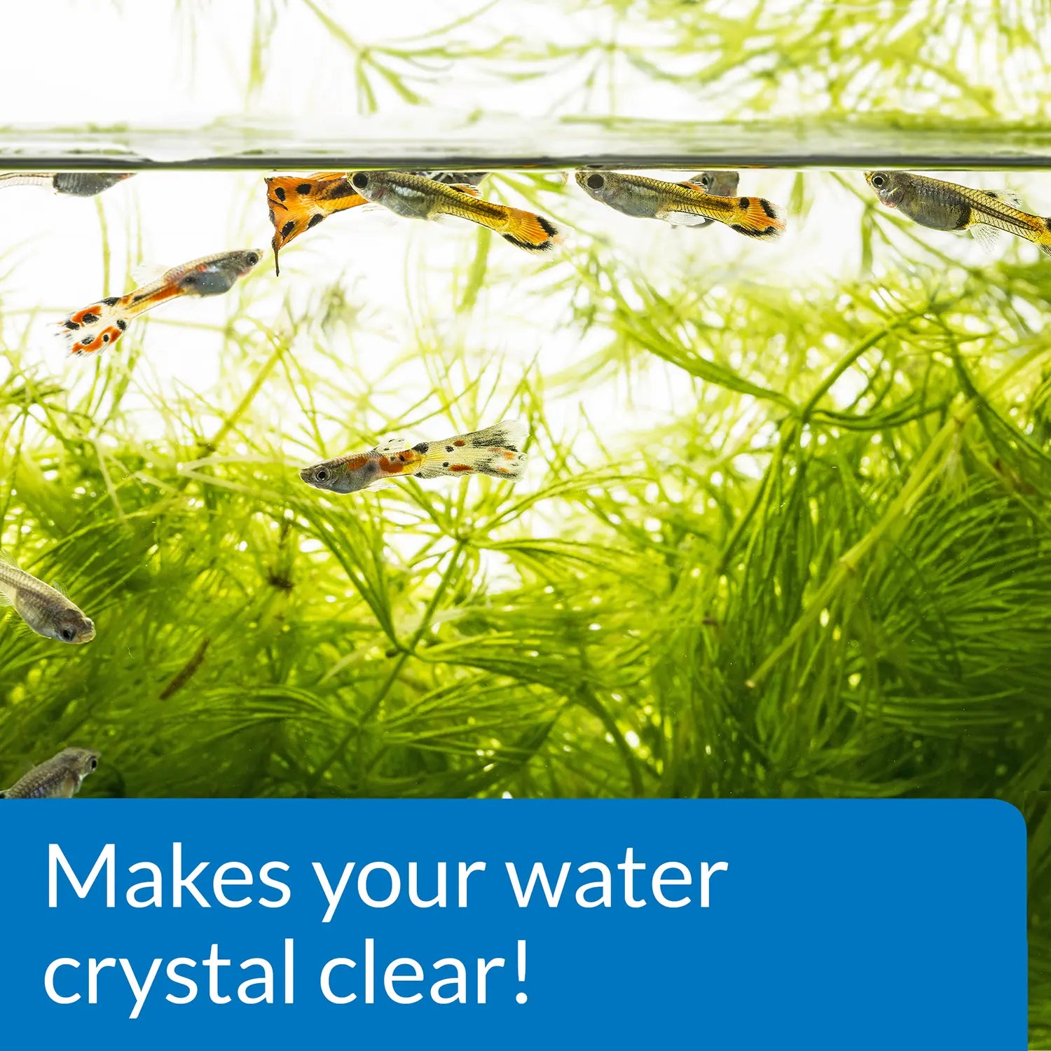 Features 1 of API Accu-Clear Aquarium Water Clarifier 4-oz