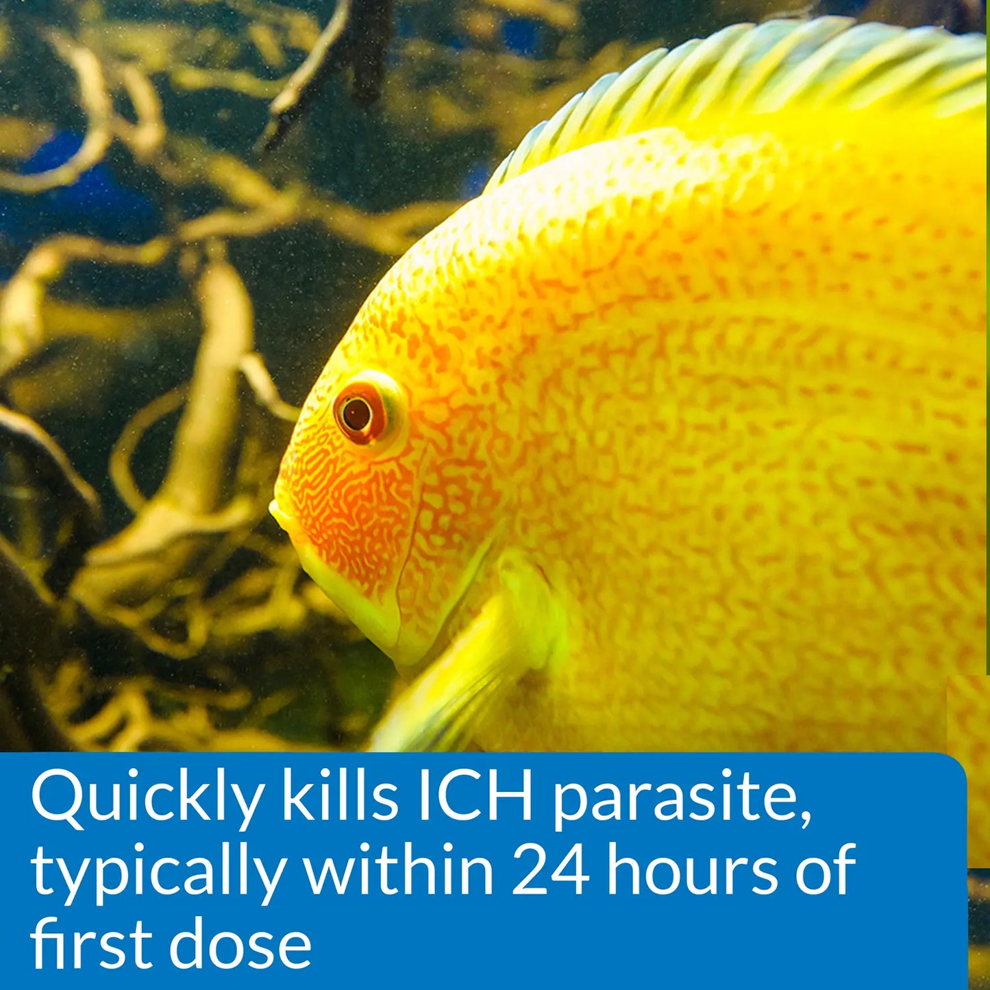 Features 1 of API Liquid Super Ick Cure Medication 4-oz