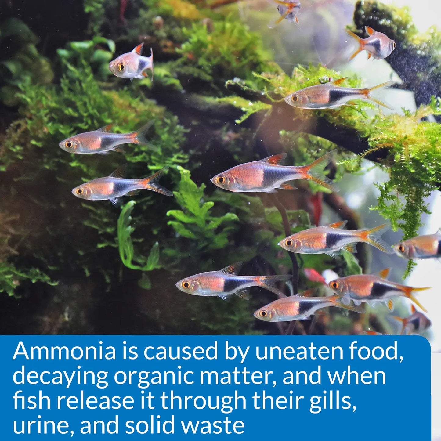 API Ammonia Test Kit for Freshwater & Saltwater Aquarium 130 Count, Kwik Pets