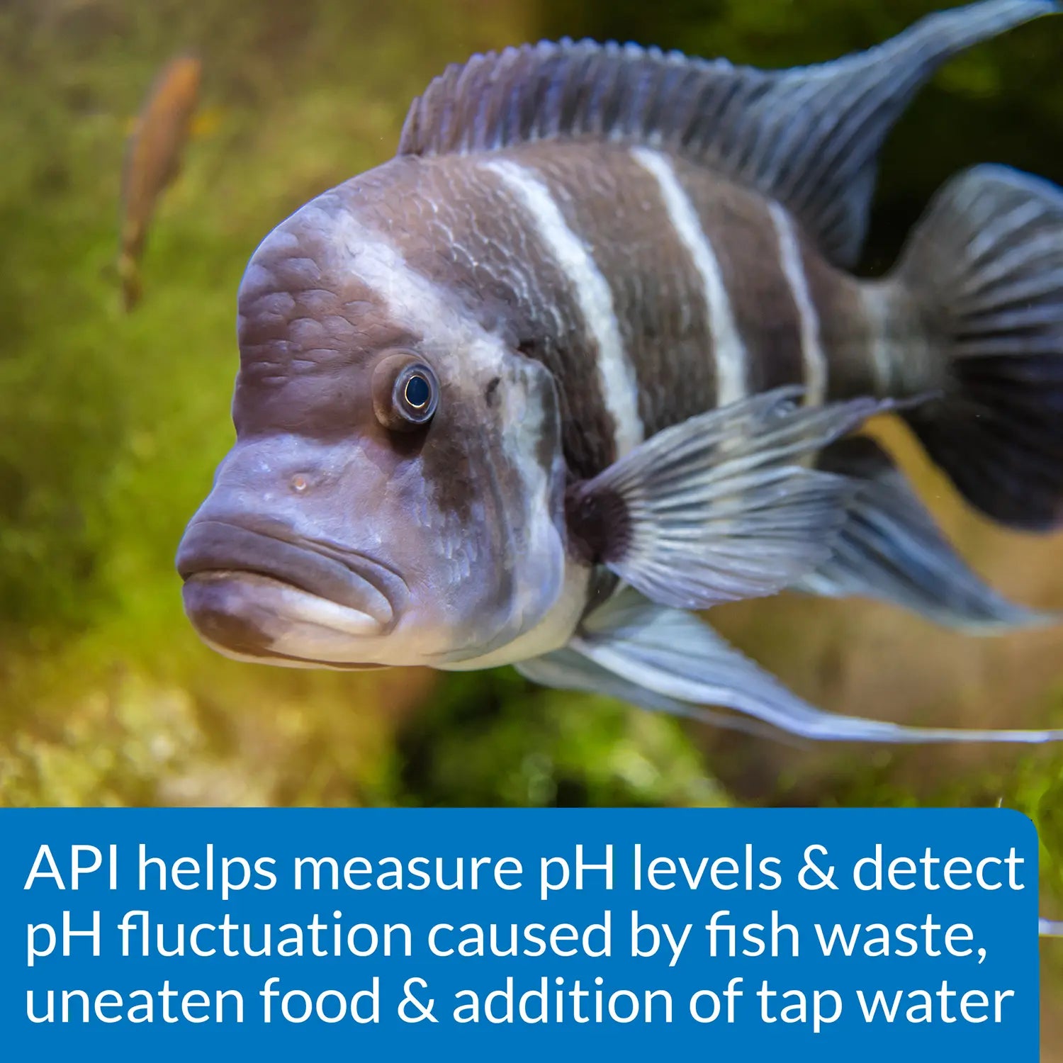 Features 2 of API High Range pH Test Kit for Freshwater & Saltwater Aquarium 160 Count