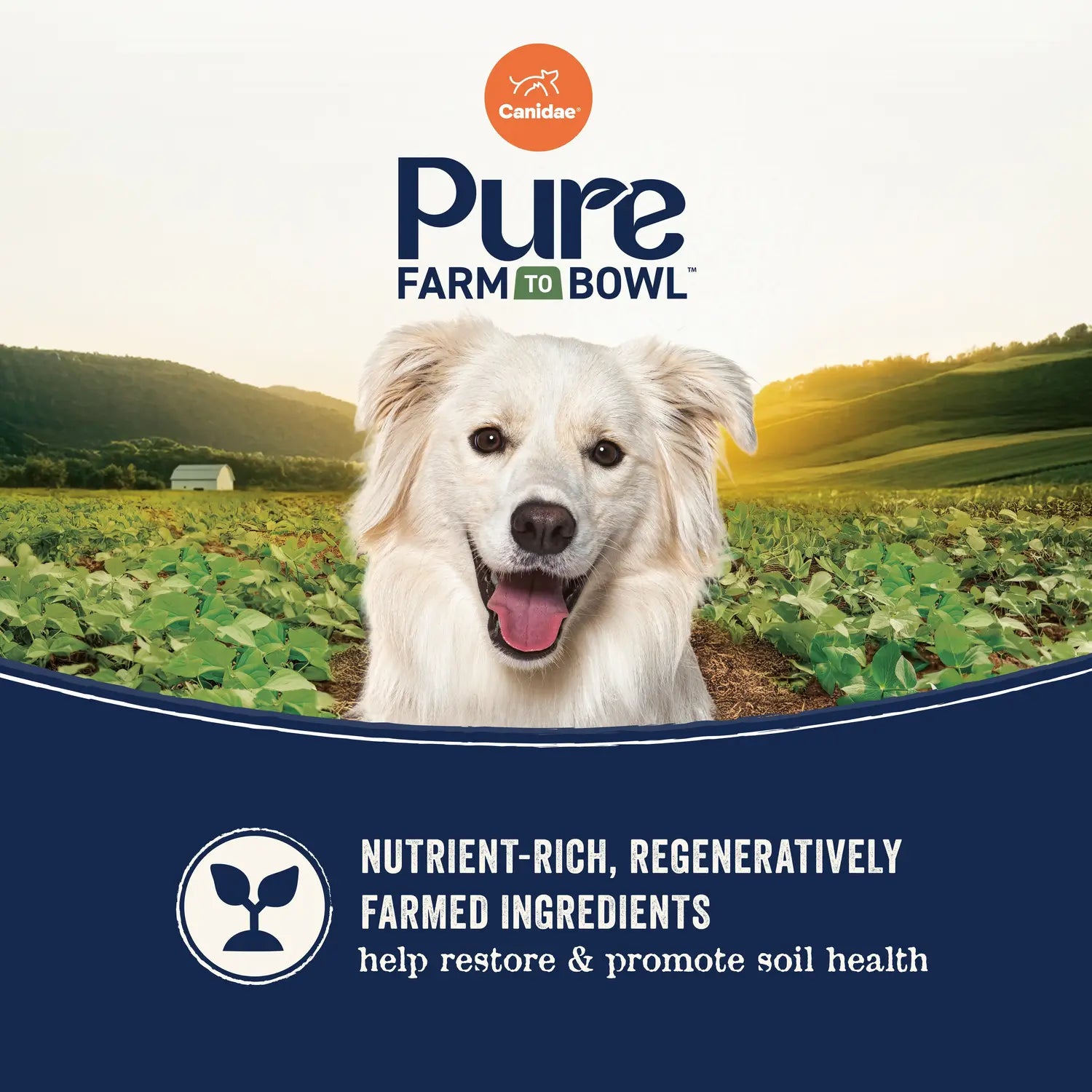 Features of Canidae Pure Goodness Grain-Free Puppy Dry Food Real Salmon & Sweet Potato Recipe 4-lb