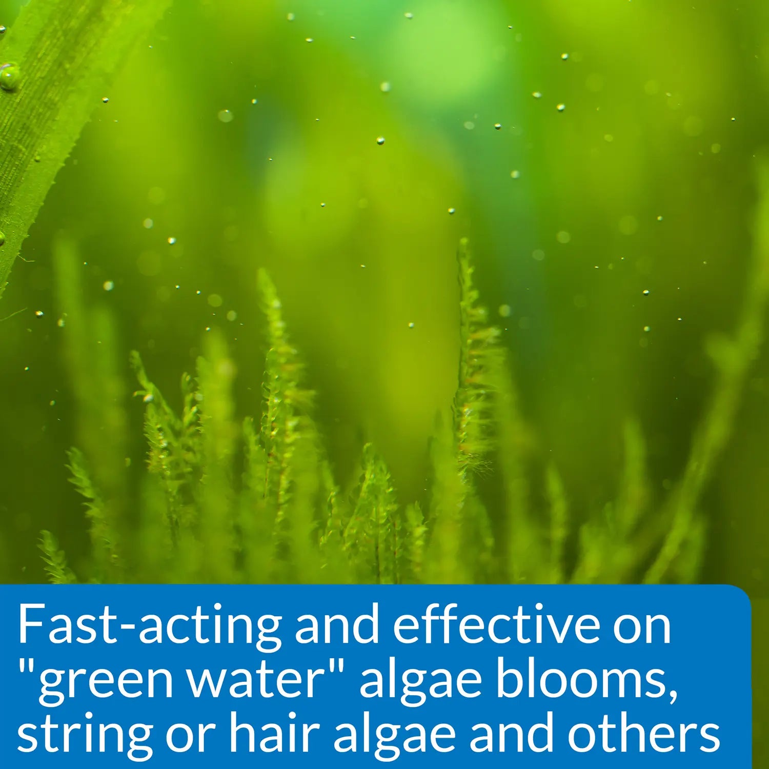 Features of API AlgaeFix Freshwater Aquarium Algaecide 16-oz