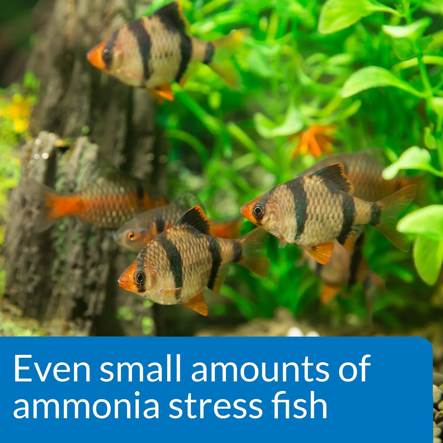 Features of API Ammonia Test Kit for Freshwater & Saltwater Aquarium 130 Count