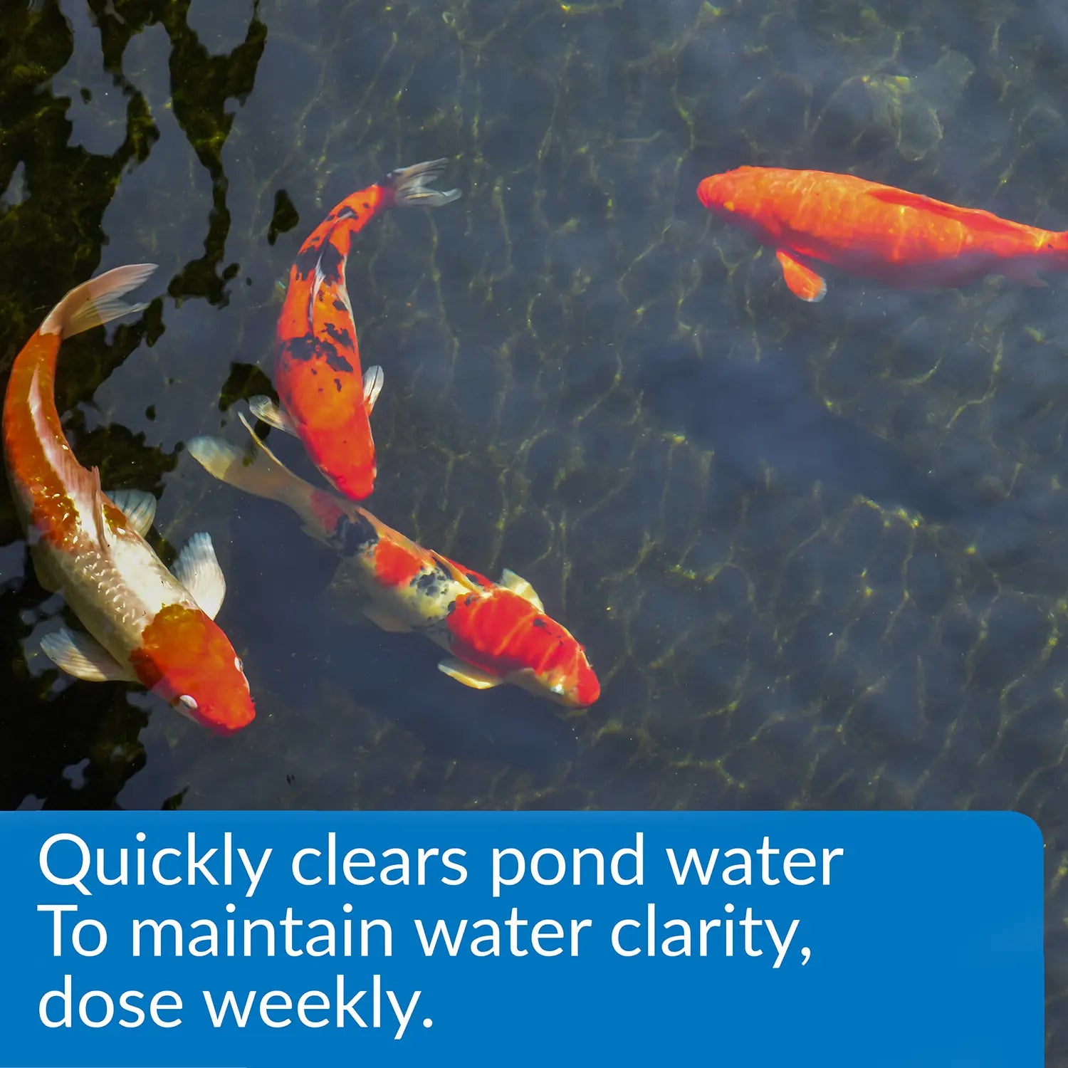 Feature of API Pond Accu-Clear Aquarium Water Clarifier 16-oz