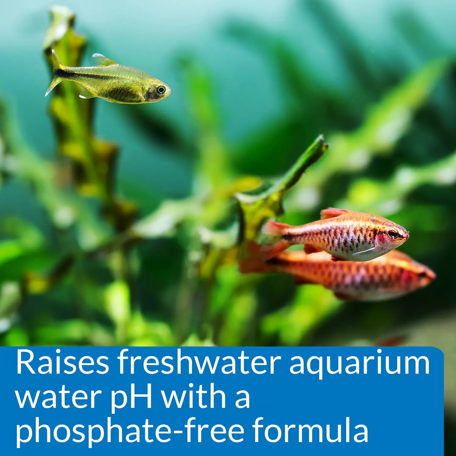 Feature of API pH Up Freshwater Aquarium Water Treatment 4-oz