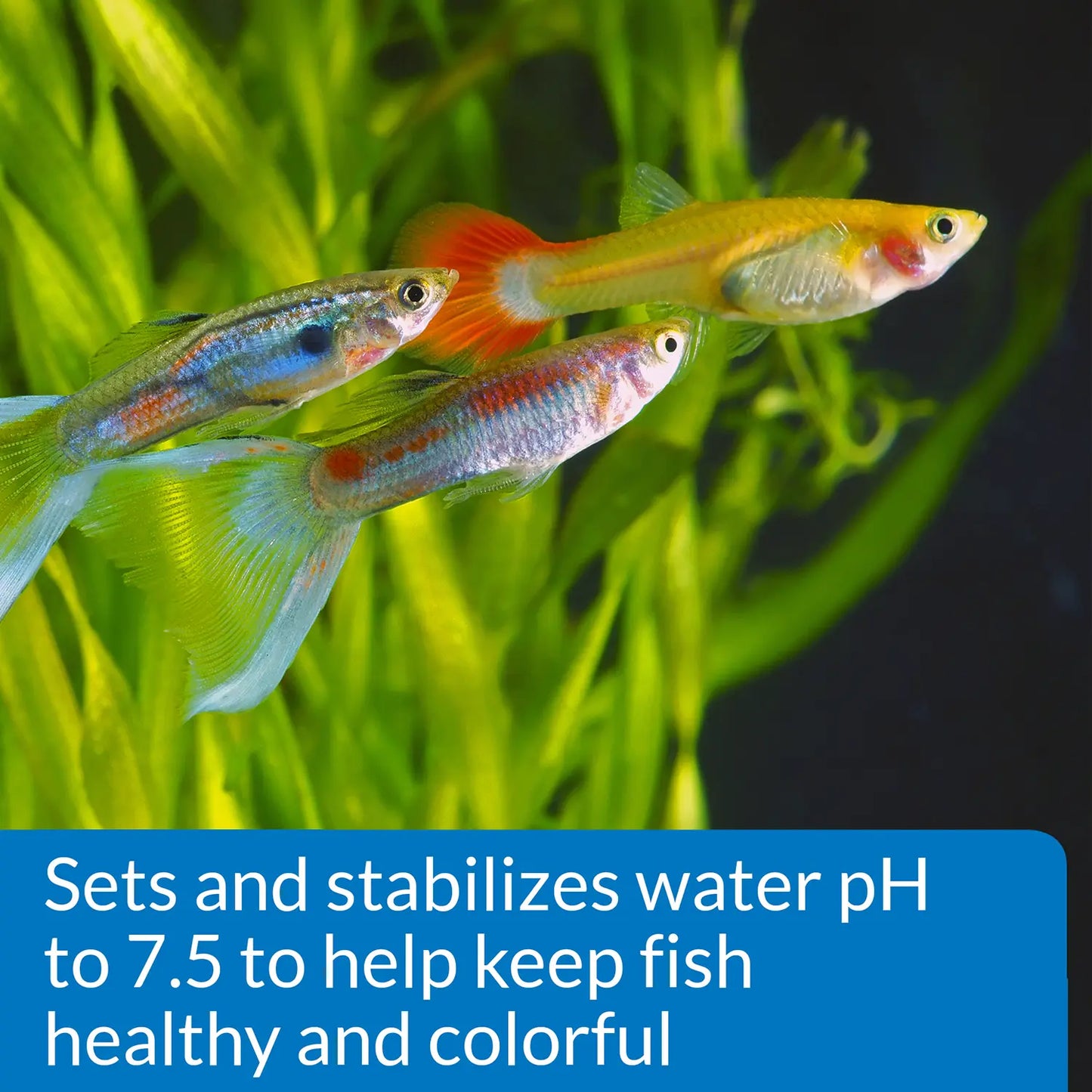 Feature of API Proper pH 7.5 Aquarium Water Treatment 9.2-oz