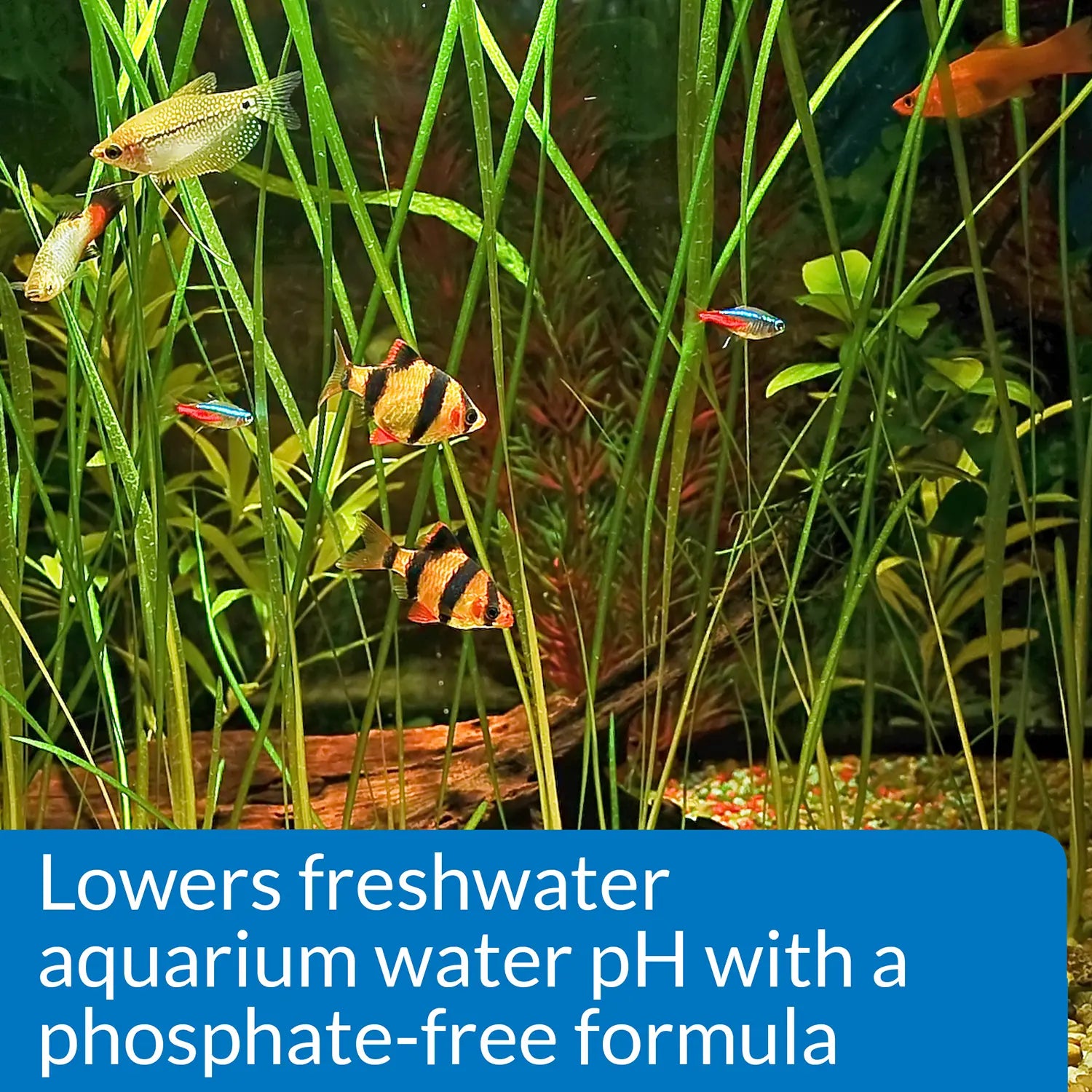 Feature of API pH Down Freshwater Aquarium Water Treatment 16-oz