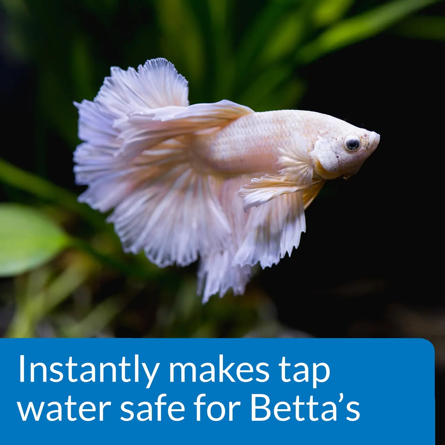 Features of API Betta Water Conditioner 1.7-oz