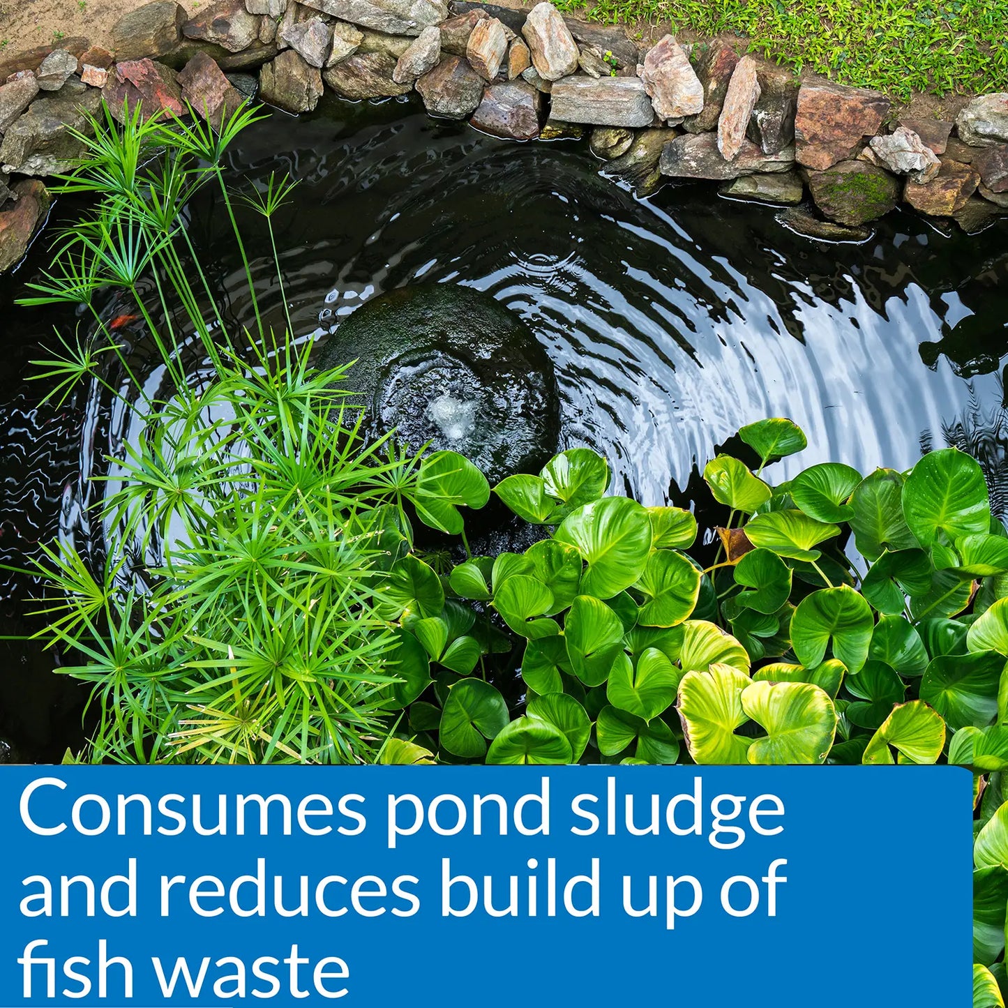 Features of API Pond-Zyme Sludge Destroyer Pond Sludge Remover 1-lb