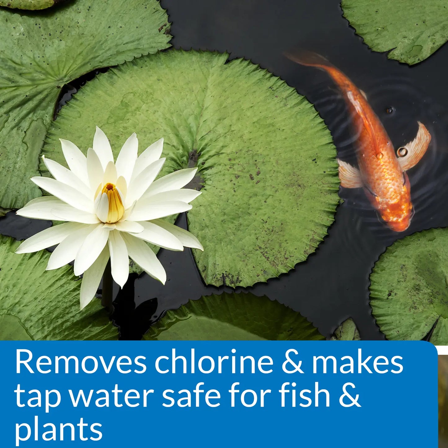 Feature of API Pond Chlorine & Heavy Metal Neutralizer 16-oz