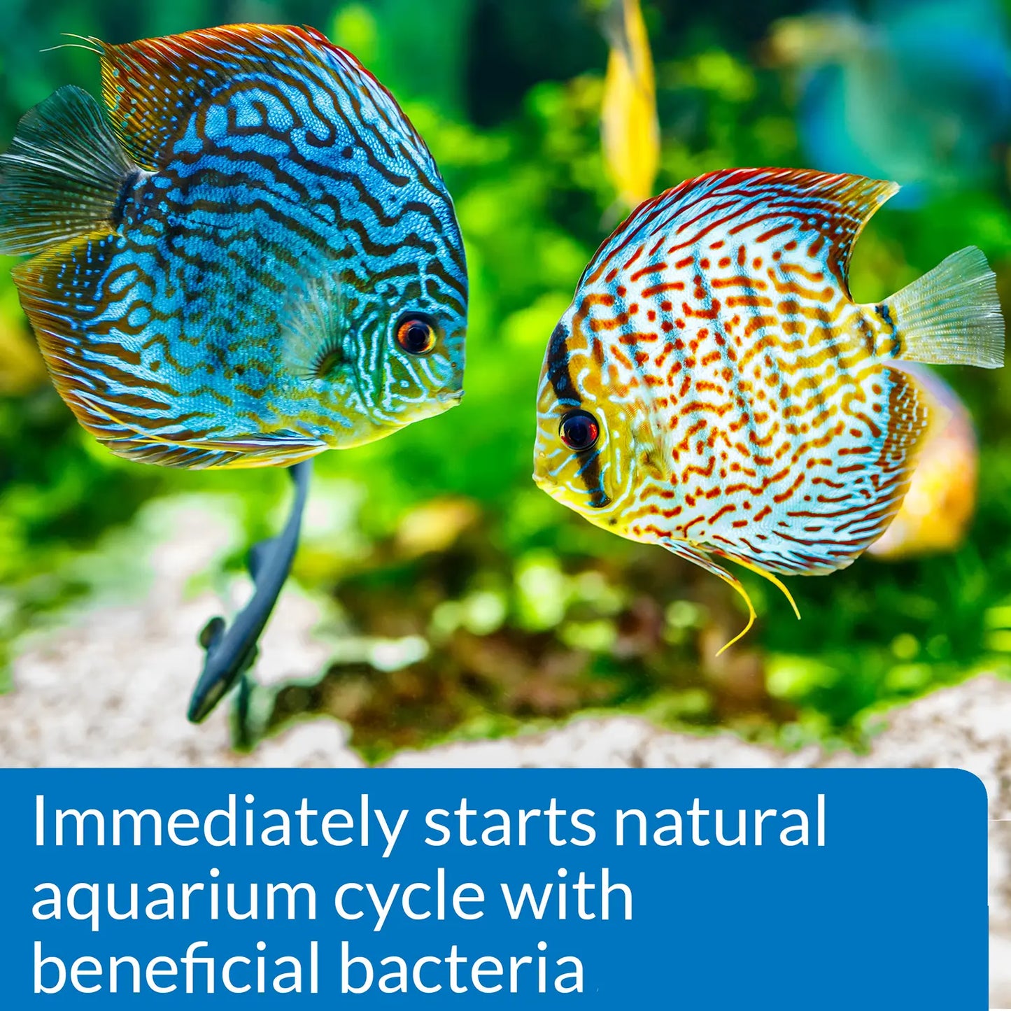 Feature of API Quick Start Aquarium Water Conditioner 4-oz