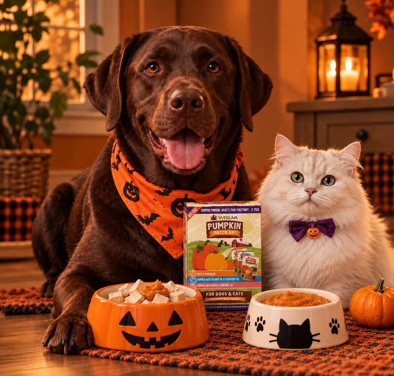 Yummy Bites🎃