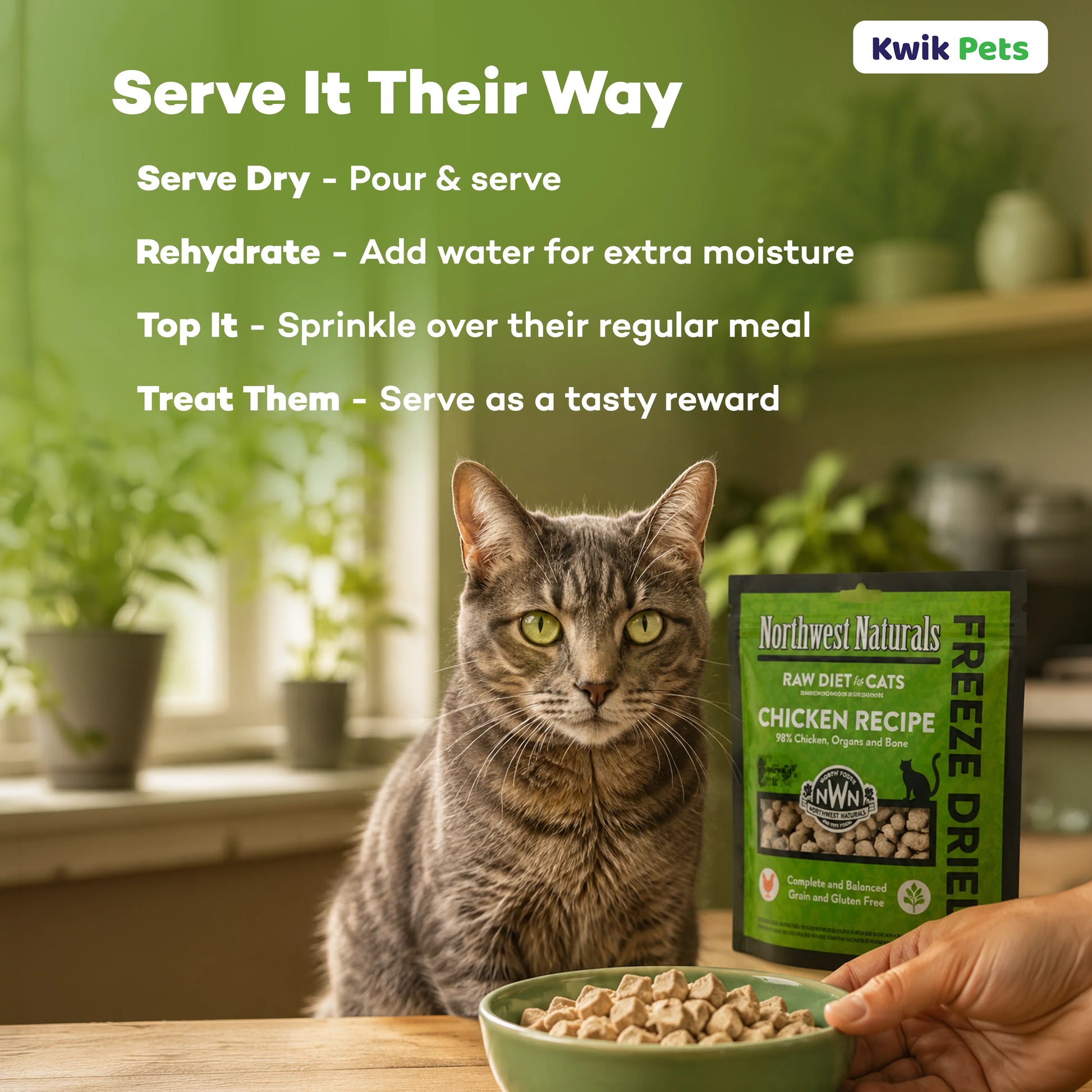 Feeding of Northwest Naturals Freeze Dried Raw Diet Cat Food Chicken Recipe 11-oz