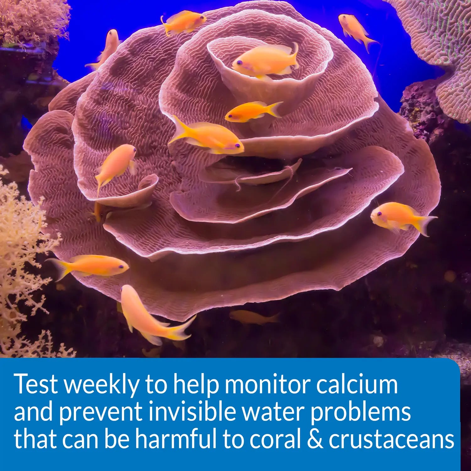 Info 2 of API Calcium Saltwater Aquarium Test Kit