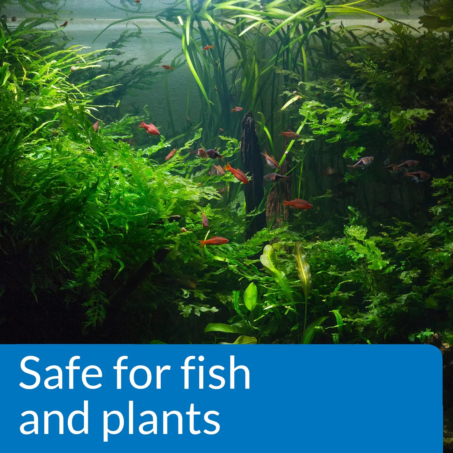 Info of API pH Up Freshwater Aquarium Water Treatment 16-oz