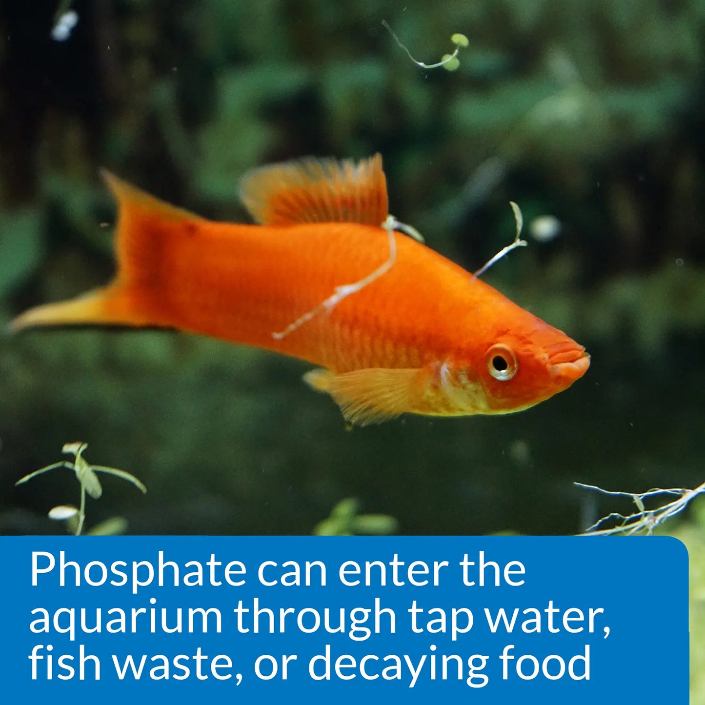 Info of API Phosphate Test Kit Freshwater & Saltwater Aquarium 150 Count