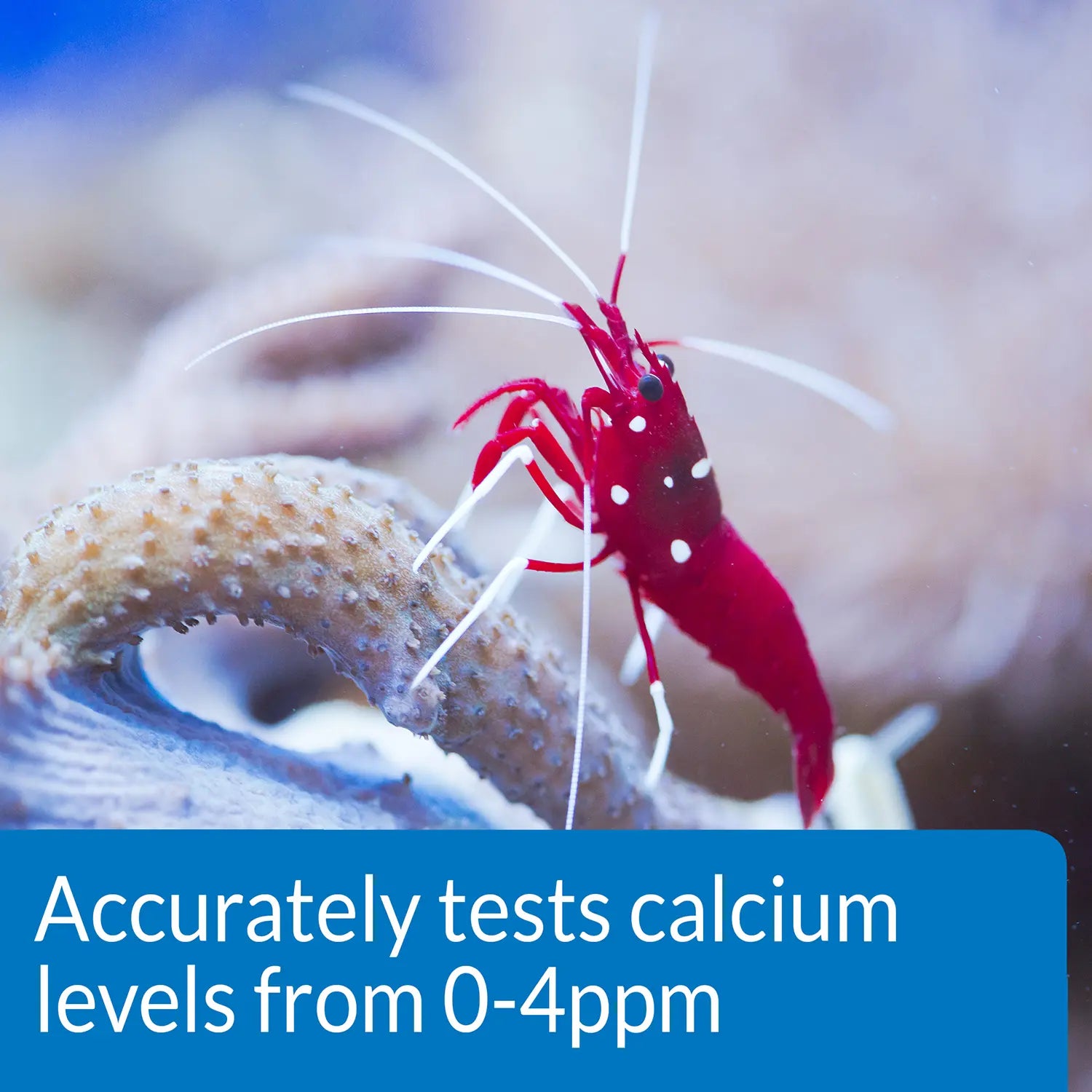 Info of API Calcium Saltwater Aquarium Test Kit