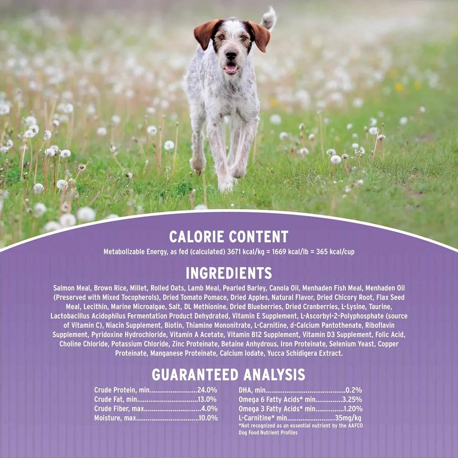 Ingredients & Guaranteed-Analysis of Annamaet Original Option Dry Dog Food Salmon Meal & Brown Rice Formula 5-lb